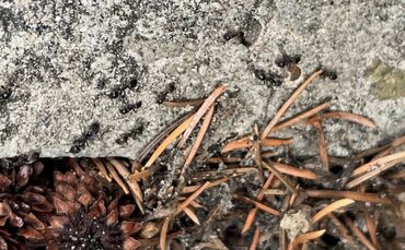 Ameisen der Gattung "Tapinoma magnum".