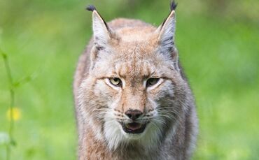 Luchs