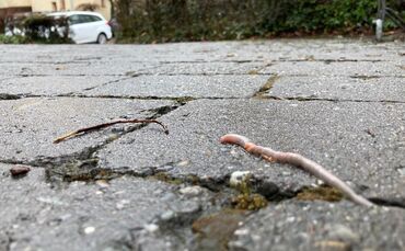 Ein Regenwurm auf der Gass' - bitte nicht drauf treten, sondern am besten zum Grünstreifen bringen.