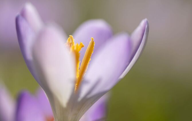 Frühling in Sachsen