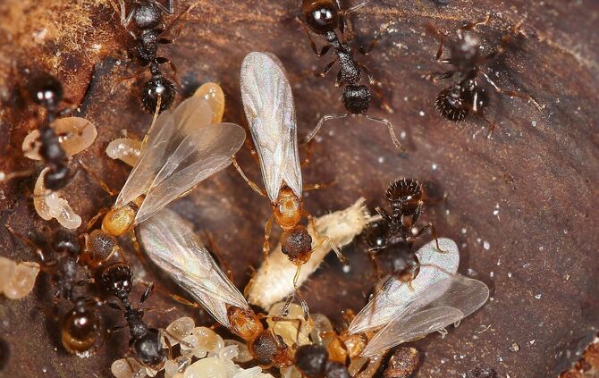 Ameisenart Temnothorax kinomurai