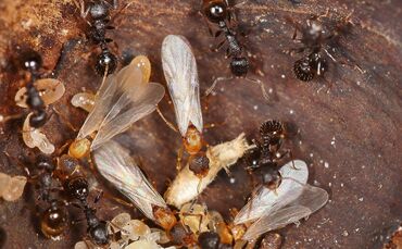 Ameisenart Temnothorax kinomurai