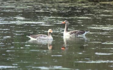 Bei einer Graugans wurde das H5N1-Virus nachgewiesen. (Symbolfoto)