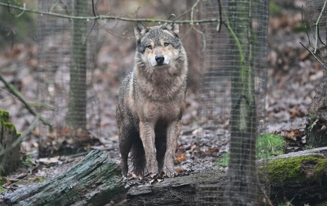 Wölfe in Gehege