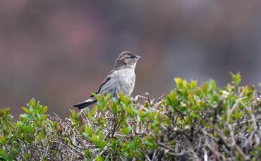 Die Hecke muss dringend geschnitten werden? Geht nur noch bis 28. Februar. Zum Beispiel wegen der Vögel.