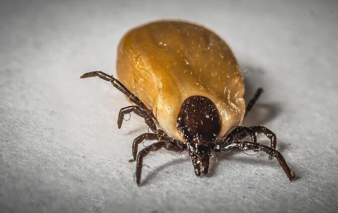 Der dicke Hinterleib zeigt: Diese Zecke hat Blut gesaugt. Ob sie dabei das FSME-Virus übertragen hat, kann man dem Tier nicht an