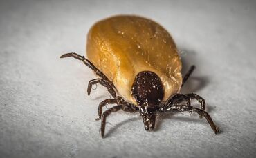 Der dicke Hinterleib zeigt: Diese Zecke hat Blut gesaugt. Ob sie dabei das FSME-Virus übertragen hat, kann man dem Tier nicht an