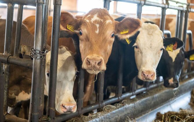 Ochsen in einem Stall