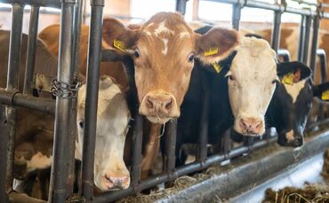 Ochsen in einem Stall