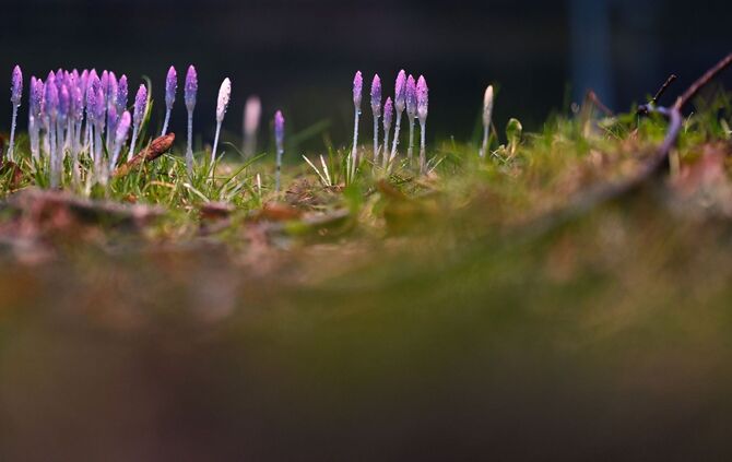 Frühlingsboten in Niedersachsen