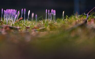 Frühlingsboten in Niedersachsen