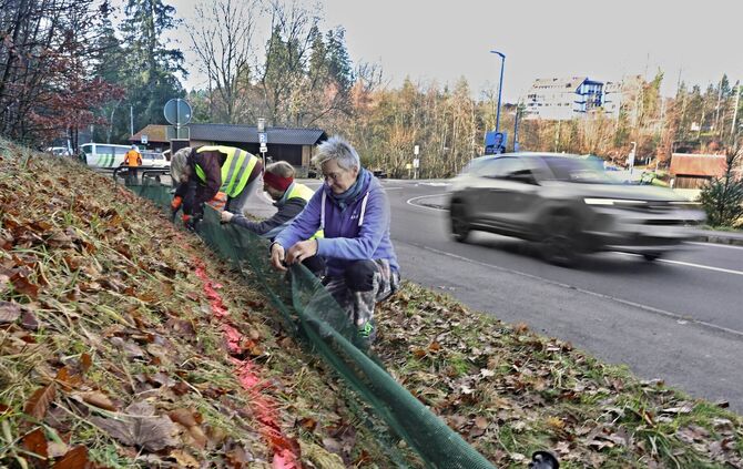 Autofahrer aufgepasst! Das Amphibienschutz-Team freut sich - zur eigenen Sicherheit wie auch im Namen der Kröten - über langsame