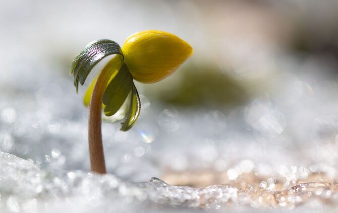 Winterling in Sachsen