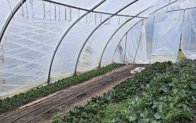 Gut geschützt, wächst und gedeiht schon einiges.