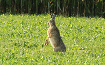 feldhase, hasenpest tier freie wildbahn symbol symbolbild symbolfoto