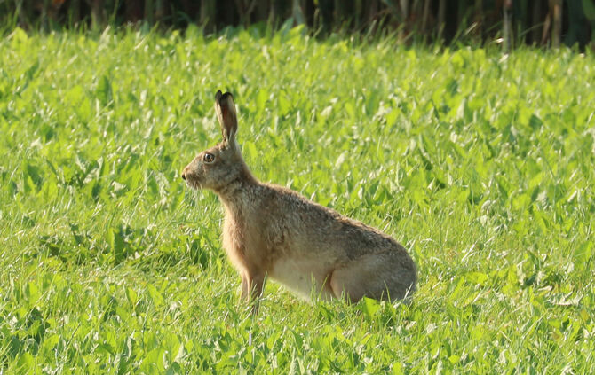 feldhase, hasenpest tier freie wildbahn symbol symbolbild symbolfoto