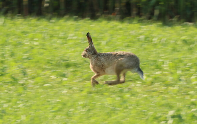 feldhase, hasenpest tier freie wildbahn symbol symbolbild symbolfoto