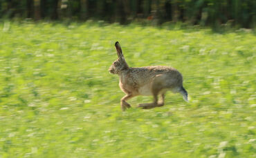 feldhase, hasenpest tier freie wildbahn symbol symbolbild symbolfoto