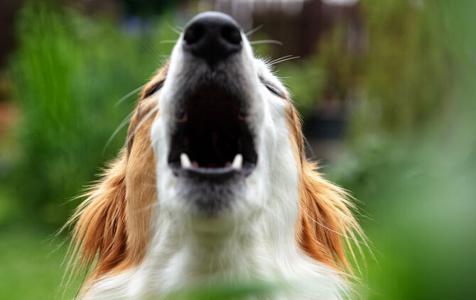 Streit nach Hundebellen (Symbolfoto).