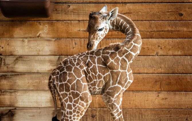 Griraffennachwuchs im Opel-Zoo