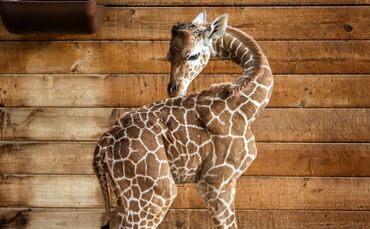 Griraffennachwuchs im Opel-Zoo