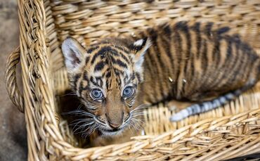 Sumatra-Tiger-Jungtier im Tierpark Berlin