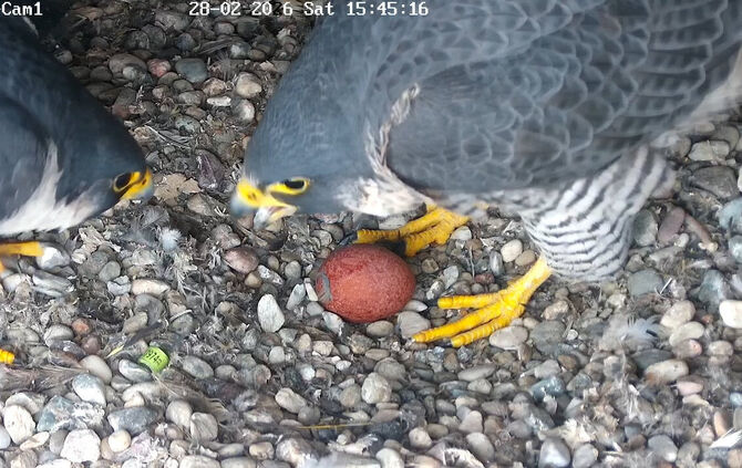 Das Wanderfalken-Paar Alizée und Alvar hat Nachwuchs bekommen.