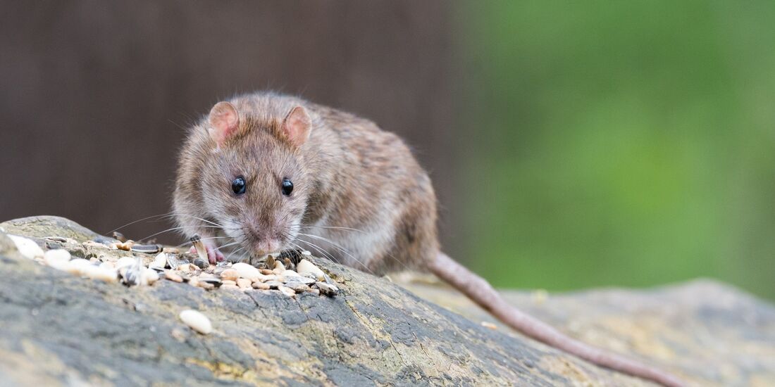 Ratte gesichtet: Schadnager können bei der Stadt gemeldet werden. Selbst Giftköder auszulegen, ist Privatpersonen nicht mehr erl