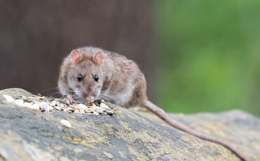 Ratte gesichtet: Schadnager können bei der Stadt gemeldet werden. Selbst Giftköder auszulegen, ist Privatpersonen nicht mehr erl