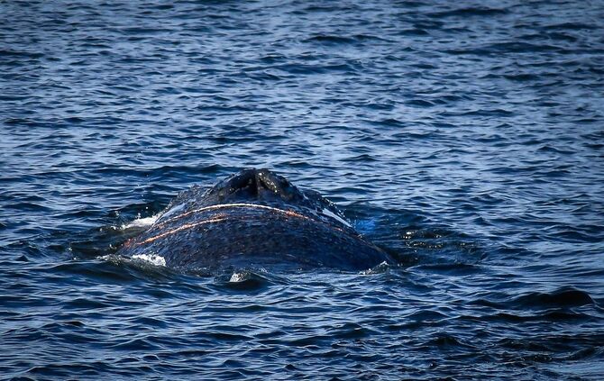 Ein Wal im Wismarer Hafen