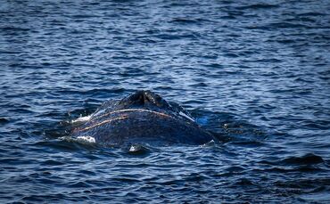 Ein Wal im Wismarer Hafen