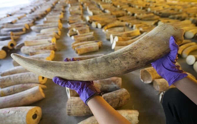 Elefanten-Wilderer auf Sumatra festgenommen