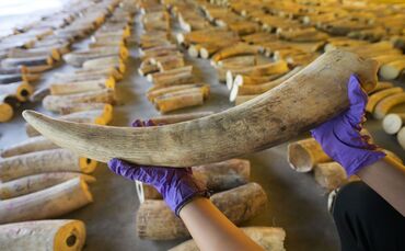 Elefanten-Wilderer auf Sumatra festgenommen