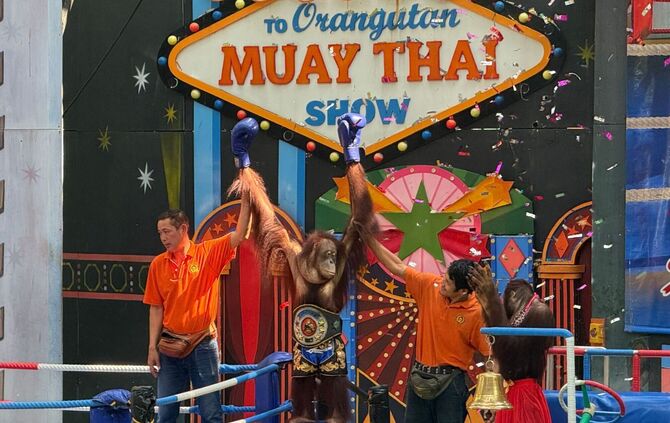 Orang-Utans als Touristenattraktion in Thailand