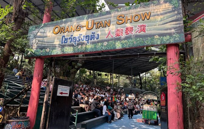 Orang-Utans als Touristenattraktion in Thailand