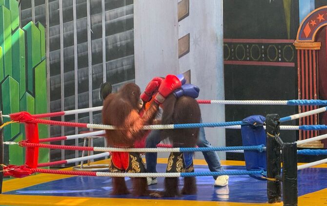 Orang-Utans als Touristenattraktion in Thailand