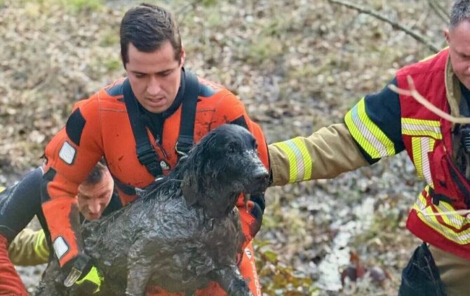Mit ihrem beherzten Einsatz haben die Feuerwehrleute der Hündin vermutlich das Leben gerettet.