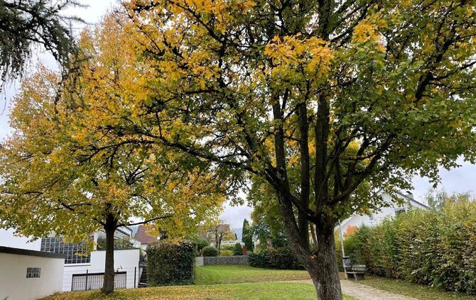 Angesichts des Zuschnitts nicht einfach zu bebauen, die Stadt will das Grundstück in Weiler aber trotzdem nicht, wie von den Nac