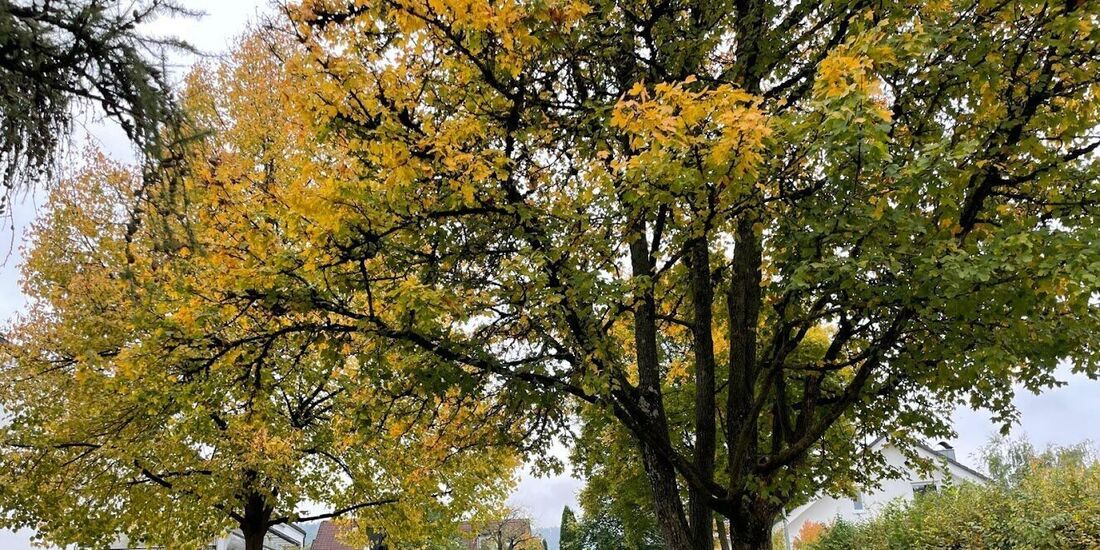 Angesichts des Zuschnitts nicht einfach zu bebauen, die Stadt will das Grundstück in Weiler aber trotzdem nicht, wie von den Nac