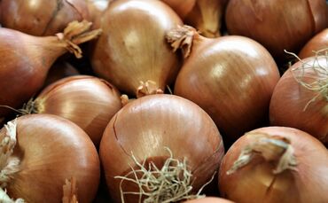 Woher kommt der Zwiebelduft?