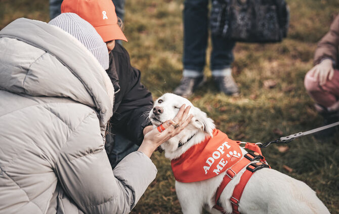 Die zu vermittelnden Hunde erkennt man beim Bark Date an den roten Halstüchern mit der Aufschrift "Adopt me".