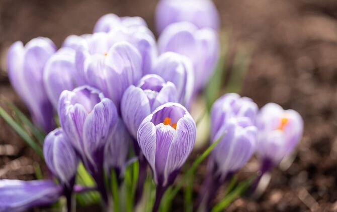 Der Frühling kommt. (Archivbild)