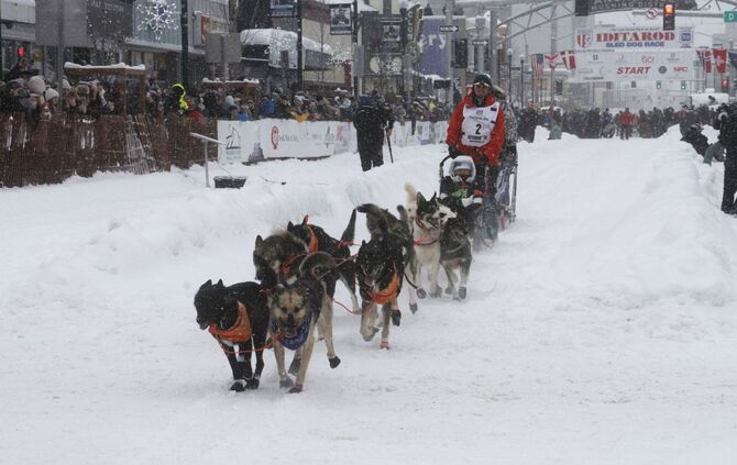 Schlittenhunderennen Iditarod