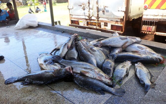 Invasive große Tiere in Seen: Jede zweite Art macht Probleme