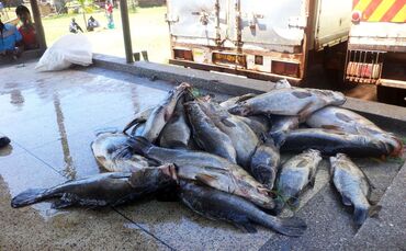 Invasive große Tiere in Seen: Jede zweite Art macht Probleme