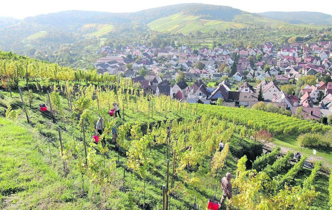 Irgendwo hier in der Nähe soll es passiert sein: In der verlängerten Steigstraße in Stetten, unweit der Yburg (Symbolfoto).