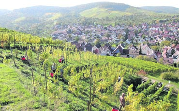 Irgendwo hier in der Nähe soll es passiert sein: In der verlängerten Steigstraße in Stetten, unweit der Yburg (Symbolfoto).