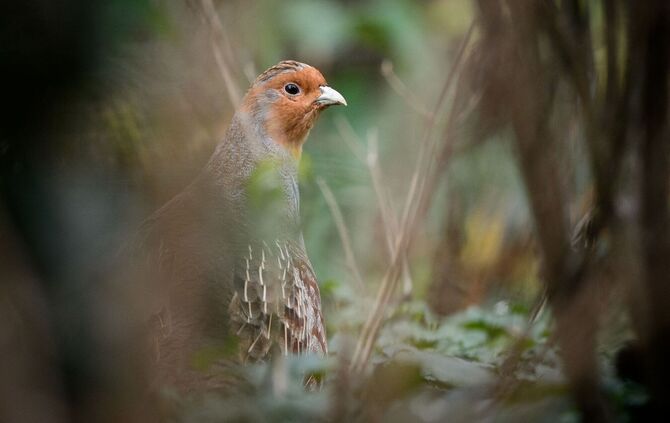 Rebhuhn-Kartierung in MV gestartet