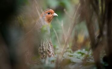 Rebhuhn-Kartierung in MV gestartet