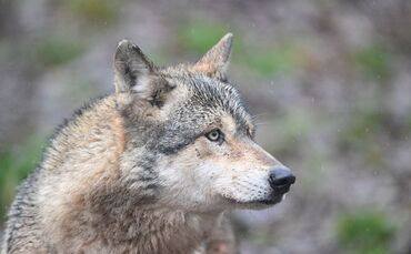 Der Wolf wurde in der Gemeinde Walldorf überfahren. (Symbolbild)